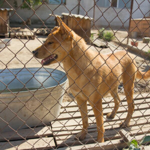 7 reasons why invisible pet fences don’t work